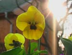 Ein gelbes Stiefm&uuml;tterchen wird von der Sonne angelacht