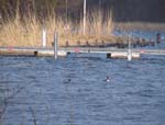 Ein Haubentaucherp&auml;rchen auf dem Wolziger See