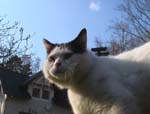 Der Kopf eines schwarz-wei&szlig;en Katers