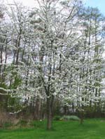 Kirschbaumbl&uuml;te