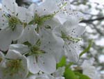 Schneewei&szlig;e Kirschbl&uuml;ten