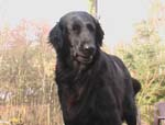 Die schwarze Hundedame Susi kaut auf einem Knochen und scheint dabei zu l&auml;cheln