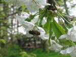 Eine Schwebfliege auf einer wei&szlig;en Kirschbl&uuml;te
