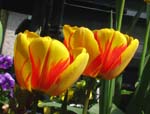 Zwei rot-gelbe Tulpenbl&uuml;ten