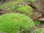 gr&uuml;nes moos