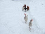 H&uuml;hner im Schnee